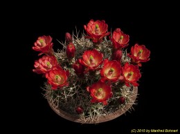 Echinocereus triglochidiatus ssp. gonacanthus 703